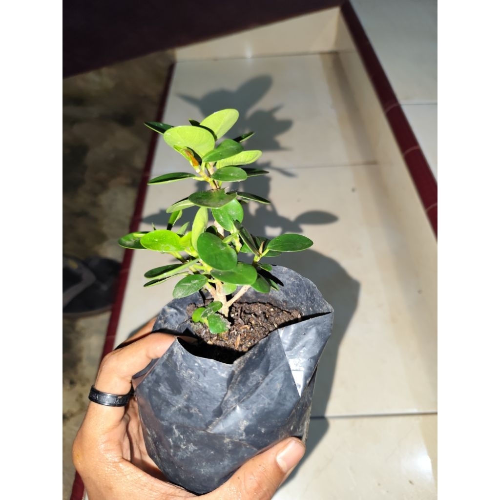 Sukystore3 Dolar Mangkok Mikro Ori