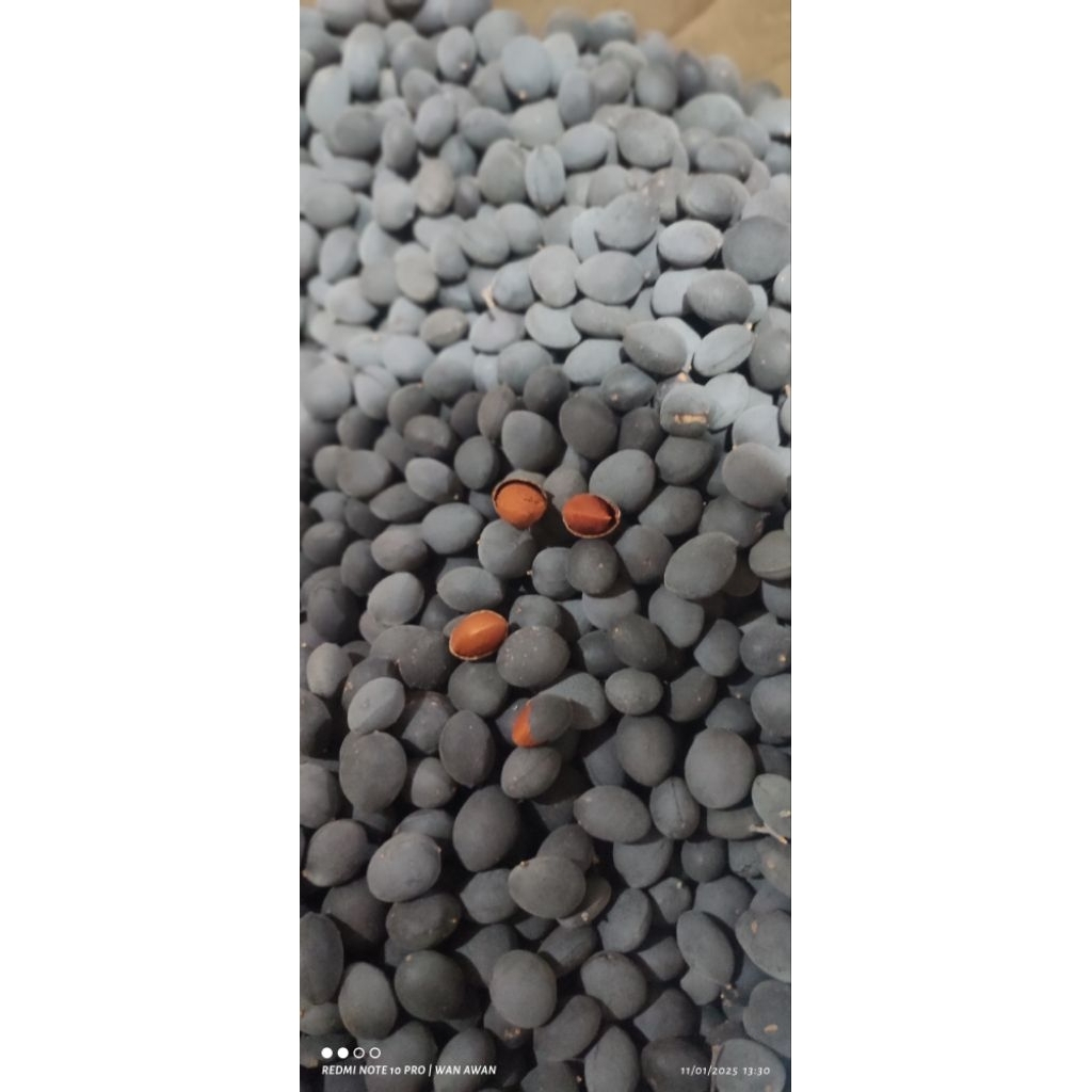 

paket 5 kg buah keranji valvet tamarind