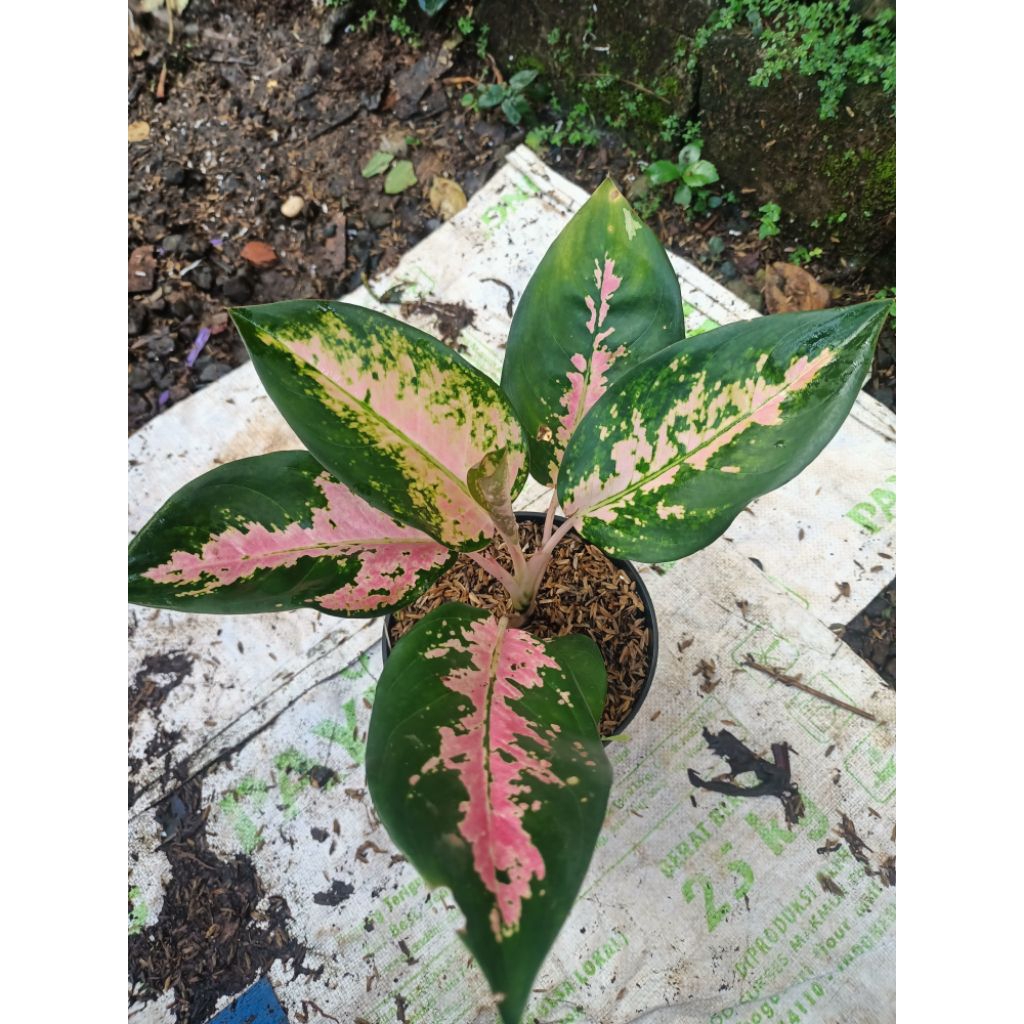 aglonema kocin paramuay-kocin pink-kocin red-tanaman hias aglonema