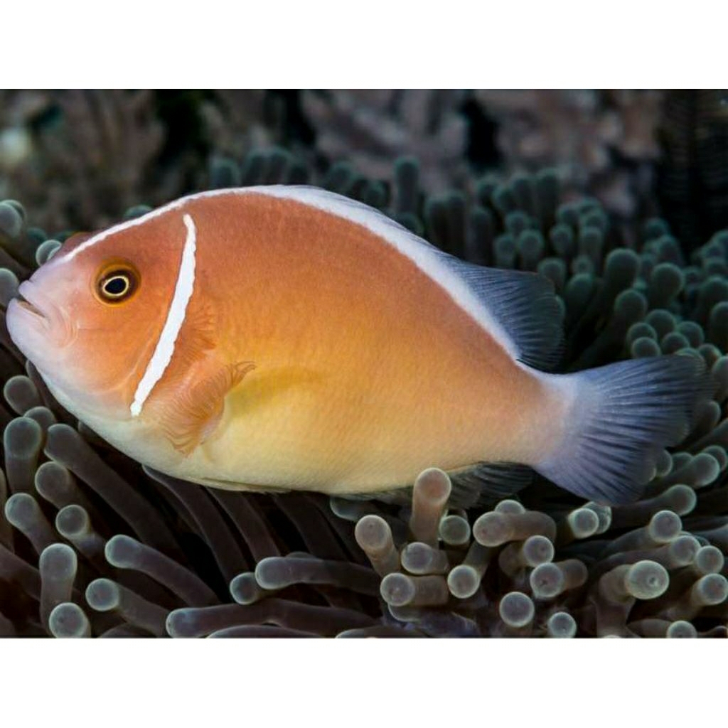 

IKAN HIAS LAUT GIRO PASIR