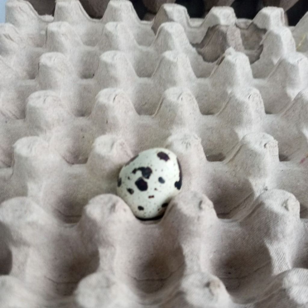 

Telur Puyuh 100 Gram, 250 Gram, 500 Gram dan 750 Gram