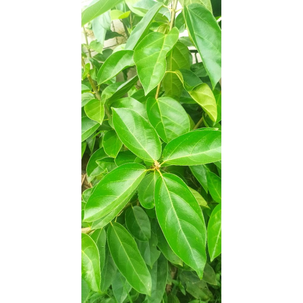 

Daun cincau hijau perdu 1 kg