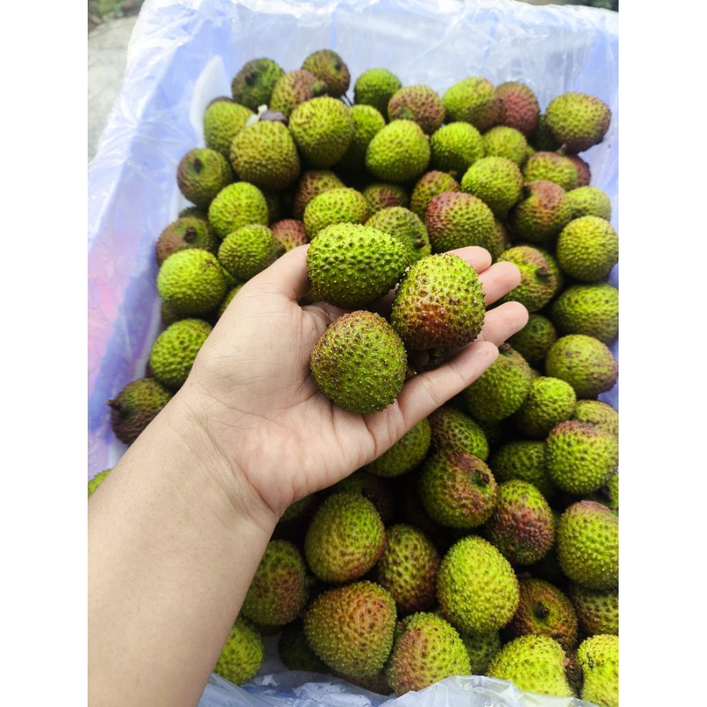 

LECI MADU SEGAR PREMIUM | LYCHEE MANIS & JUICY
