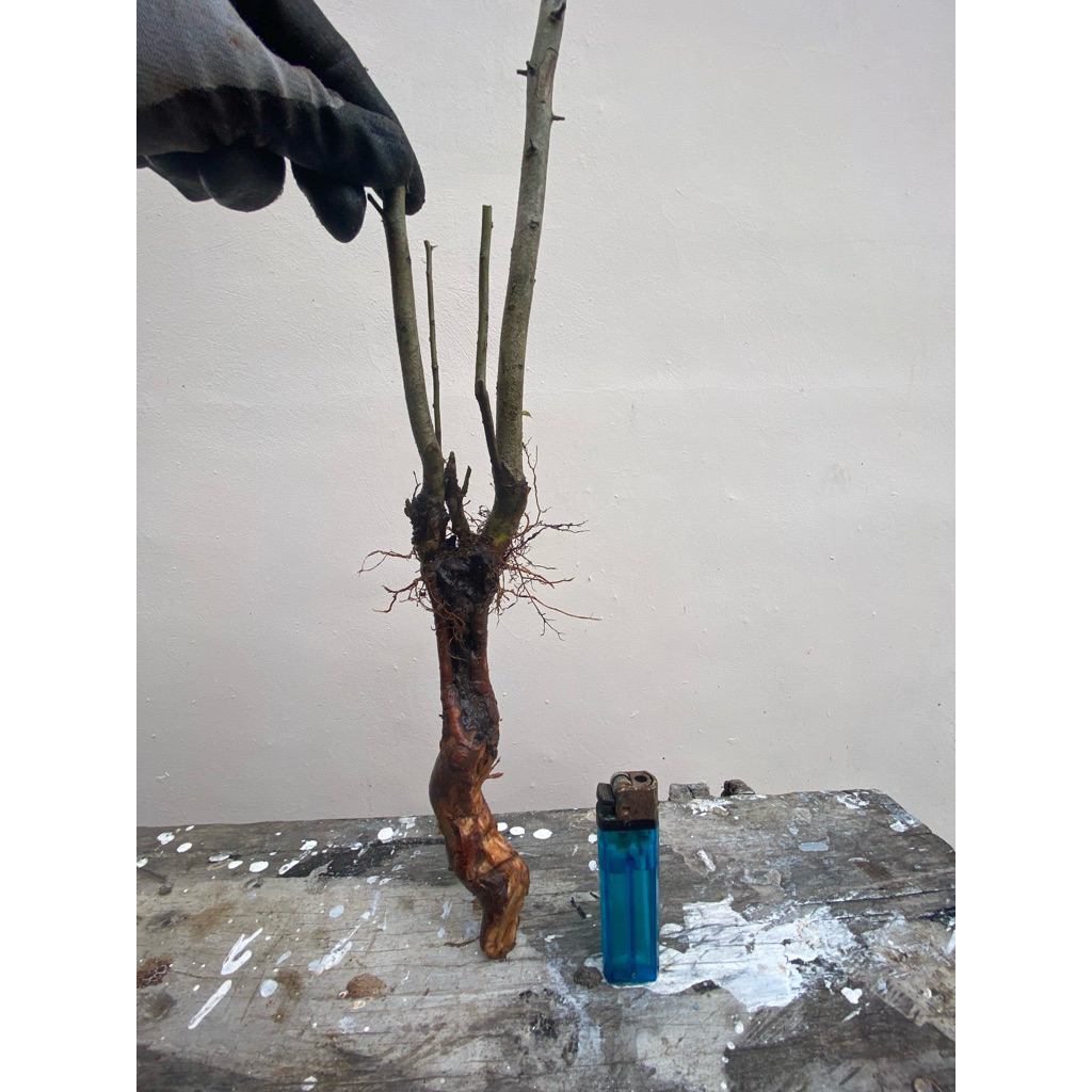 (REAL PICT) BAHAN BONSAI RUKEM DONGKELAN