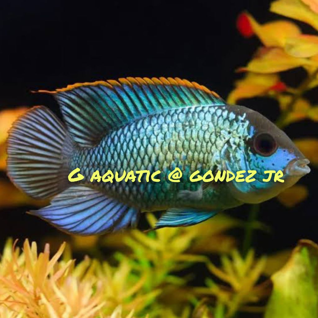 ikan cichlid blue acara size M