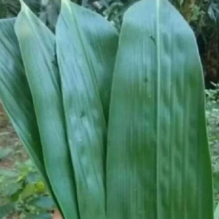 

Daun bambu segr press 100 lembr