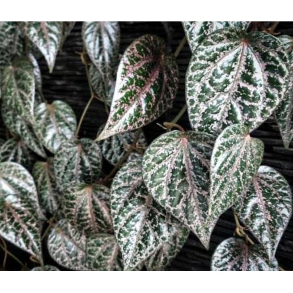 

Daun suruh merah asli organik harga 1 lembar rempah nusantara