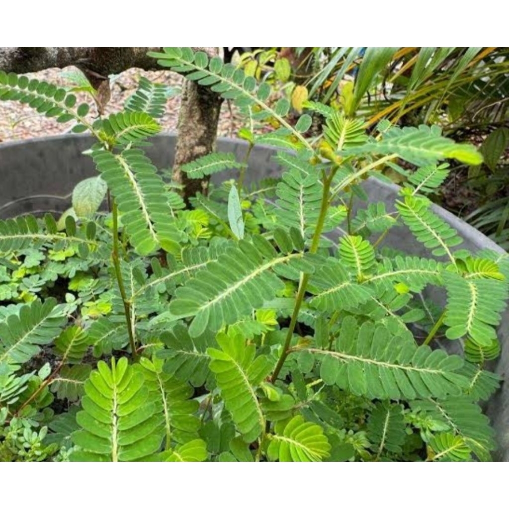 

Daun meniran asli organik berat 100gr rempah nusantara