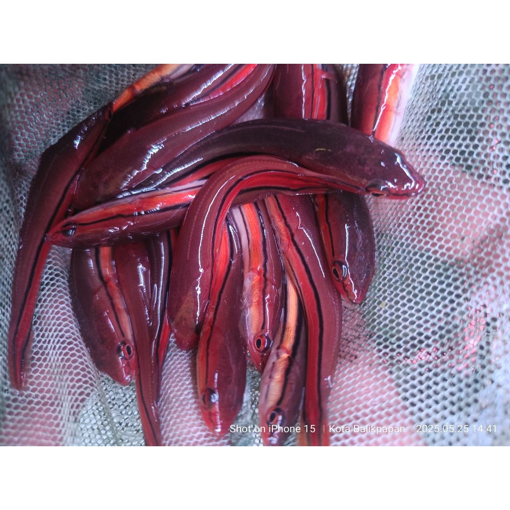 hiasan aquarium (BABY IKAN TOMAN)