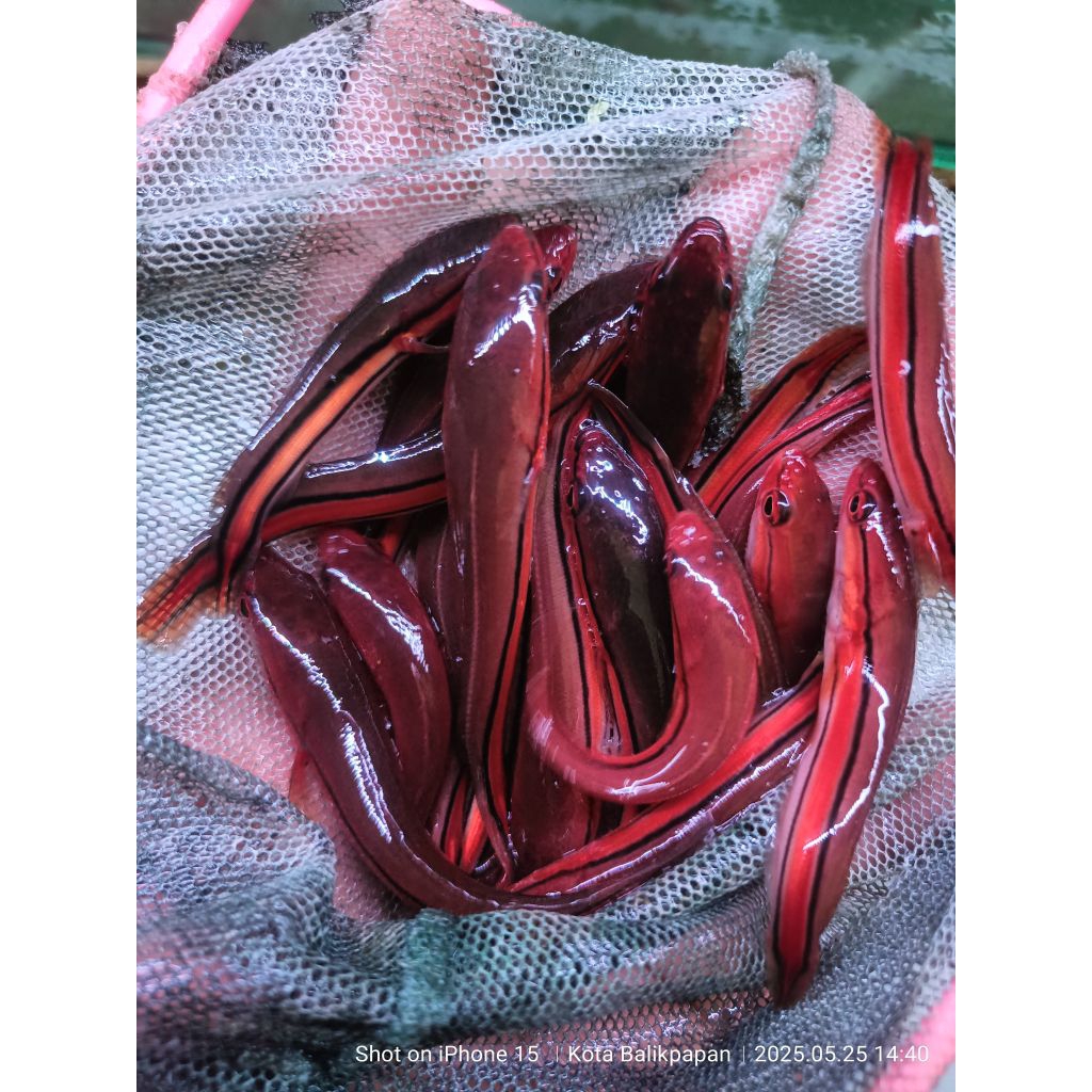 hiasan aquarium (BABY IKAN TOMAN)