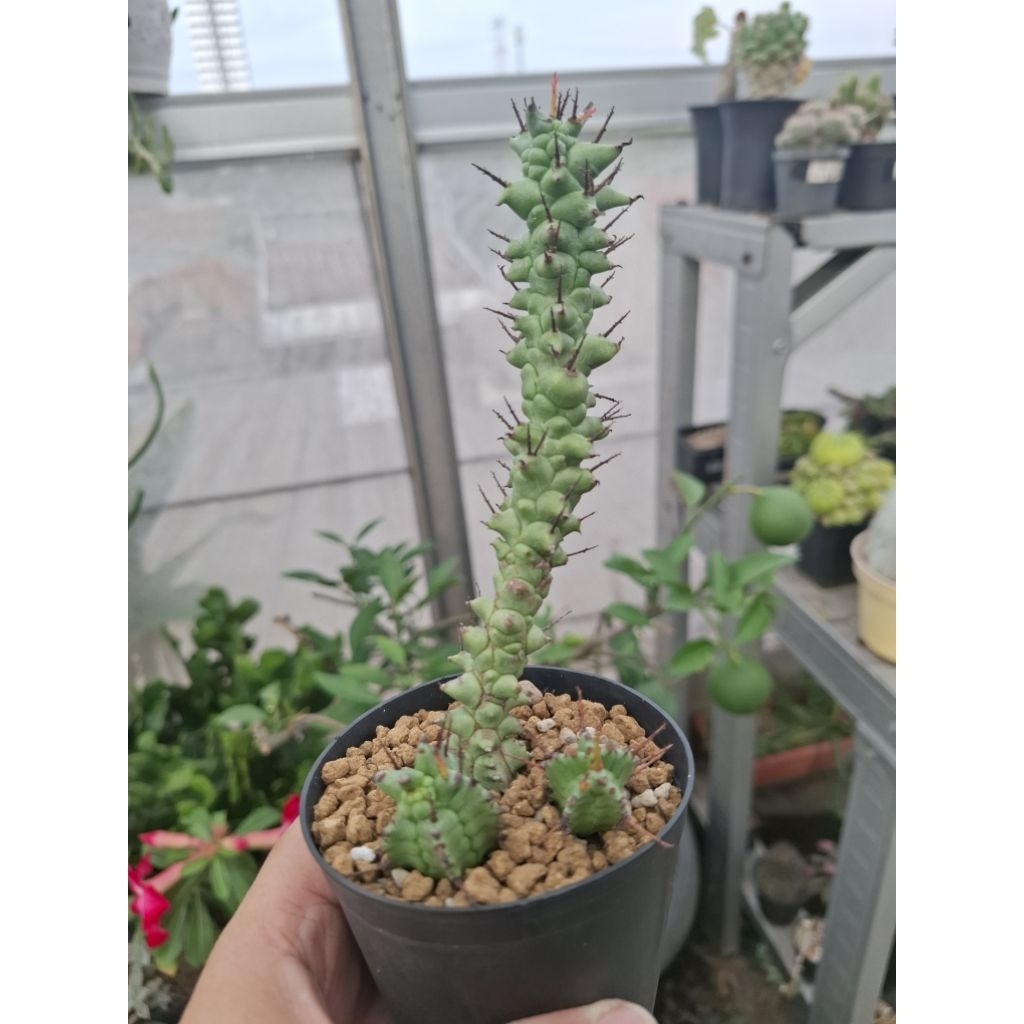 Euphorbia Horrida Monstrose