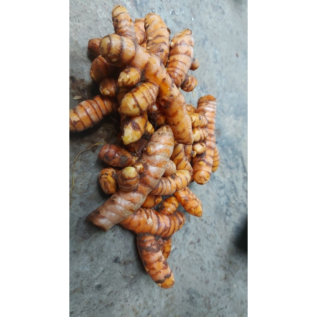 

kunyit super harga murah meriah 1 kg an