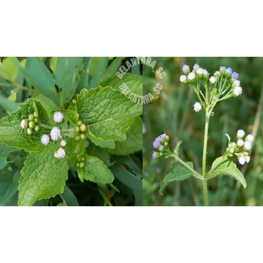 

Herbal Daun bandotan fresh segar 1kg