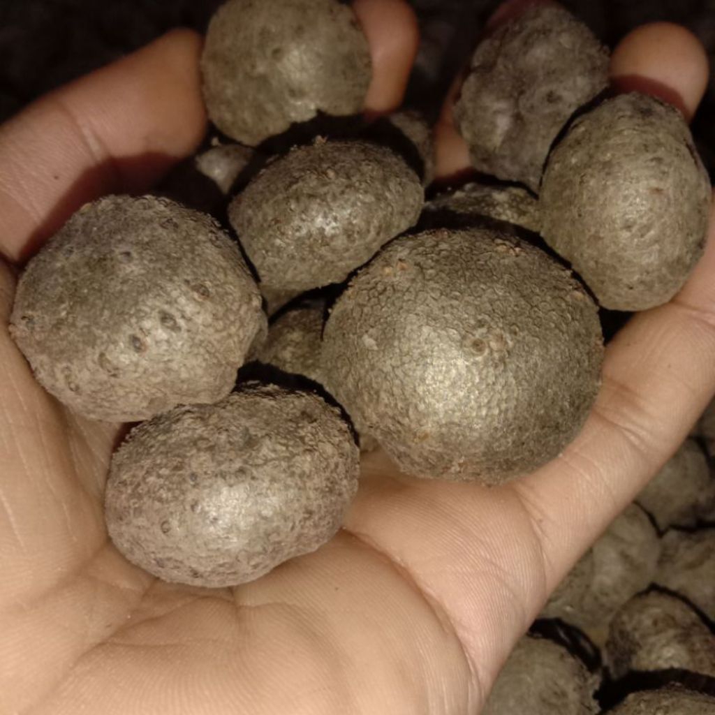 buah katak porang,buah porang,bibit porang 1 kg