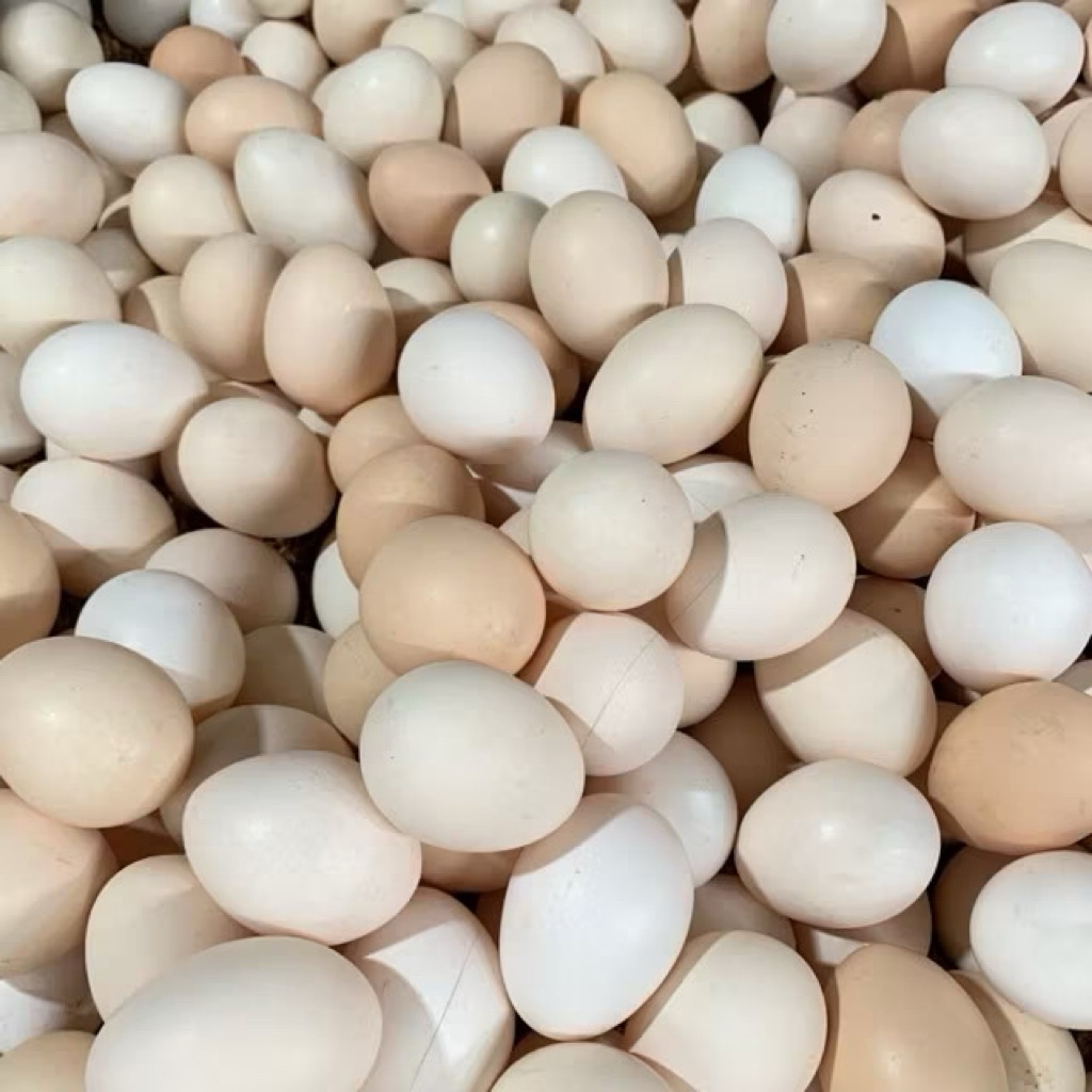 

Telur ayam kampung 5 butir