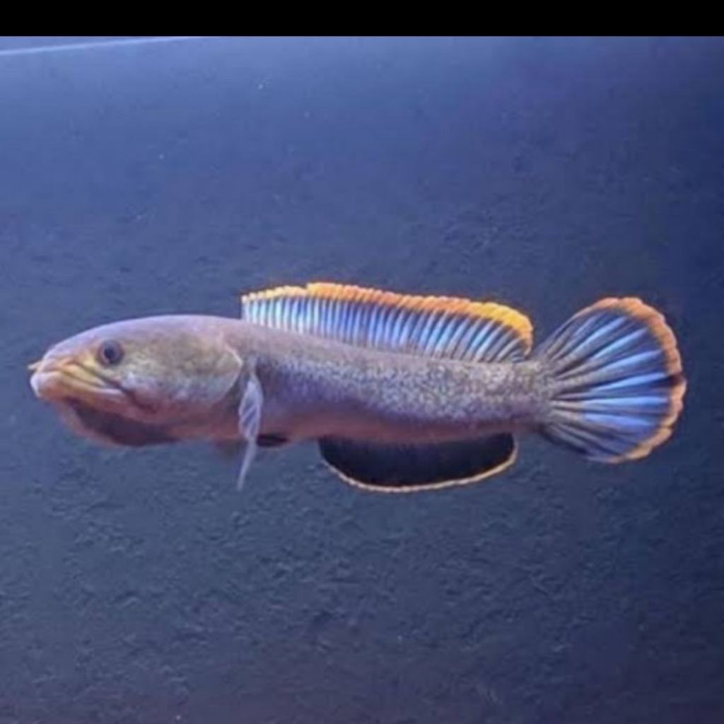 Dekorasi aquarium Limbata chana limbata sz 15-17 cm mental