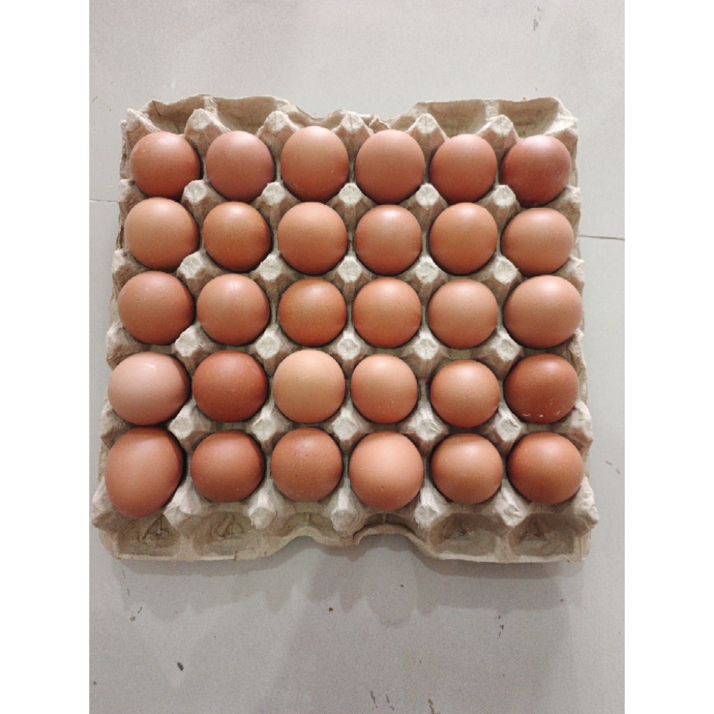 

Telor/Telur Ayam Omega 1 KG Fresh Murah