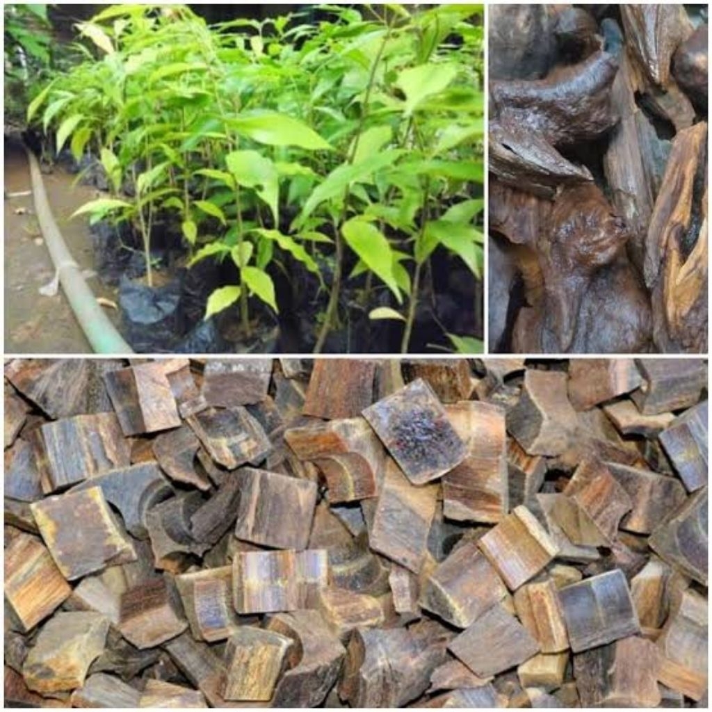 BARU BIBIT POHON GAHARU PENGHASIL MINYAK ATSIRI TERMAHAL KUALITAS TERBAIK