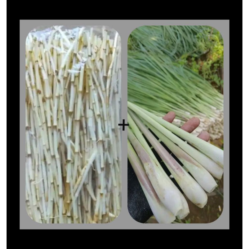 

1 paket herbal pembersih ginjal alami | alang alang+sereh