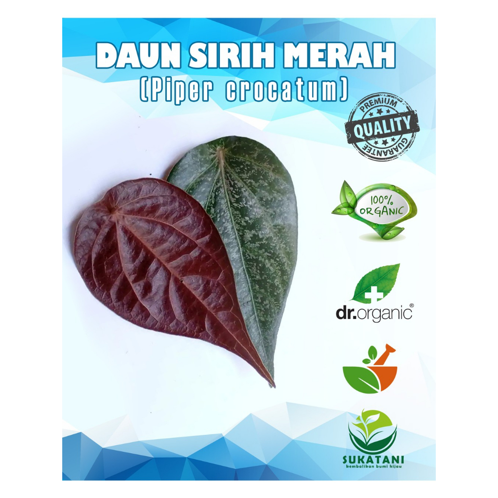 

OBAT HERBAL DAUN SIRIH MERAH ANTI BAKTERI