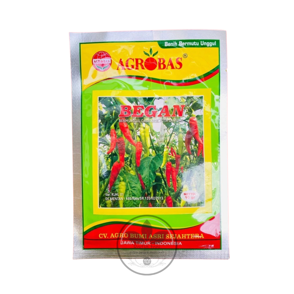 Benih - Benih Cabe Cabai Rawit BEGAN dari Agrobas (Agrobas)