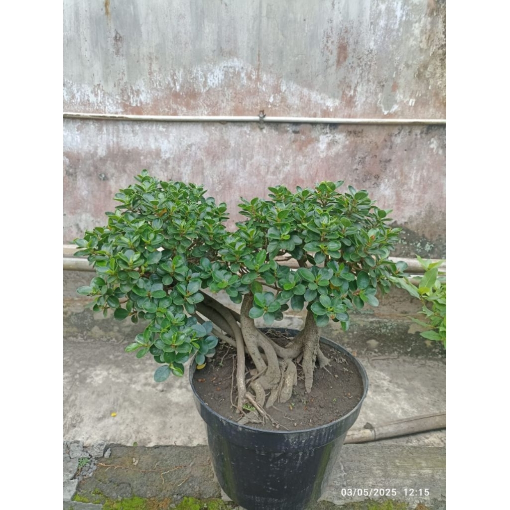 Tanaman hias bonsai dolar mikro / dolar mangkok
