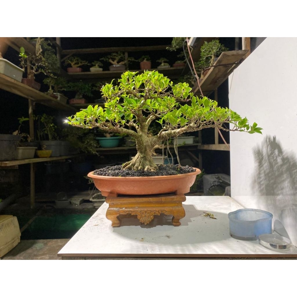 Tanaman hias bonsai kimeng siap pajang