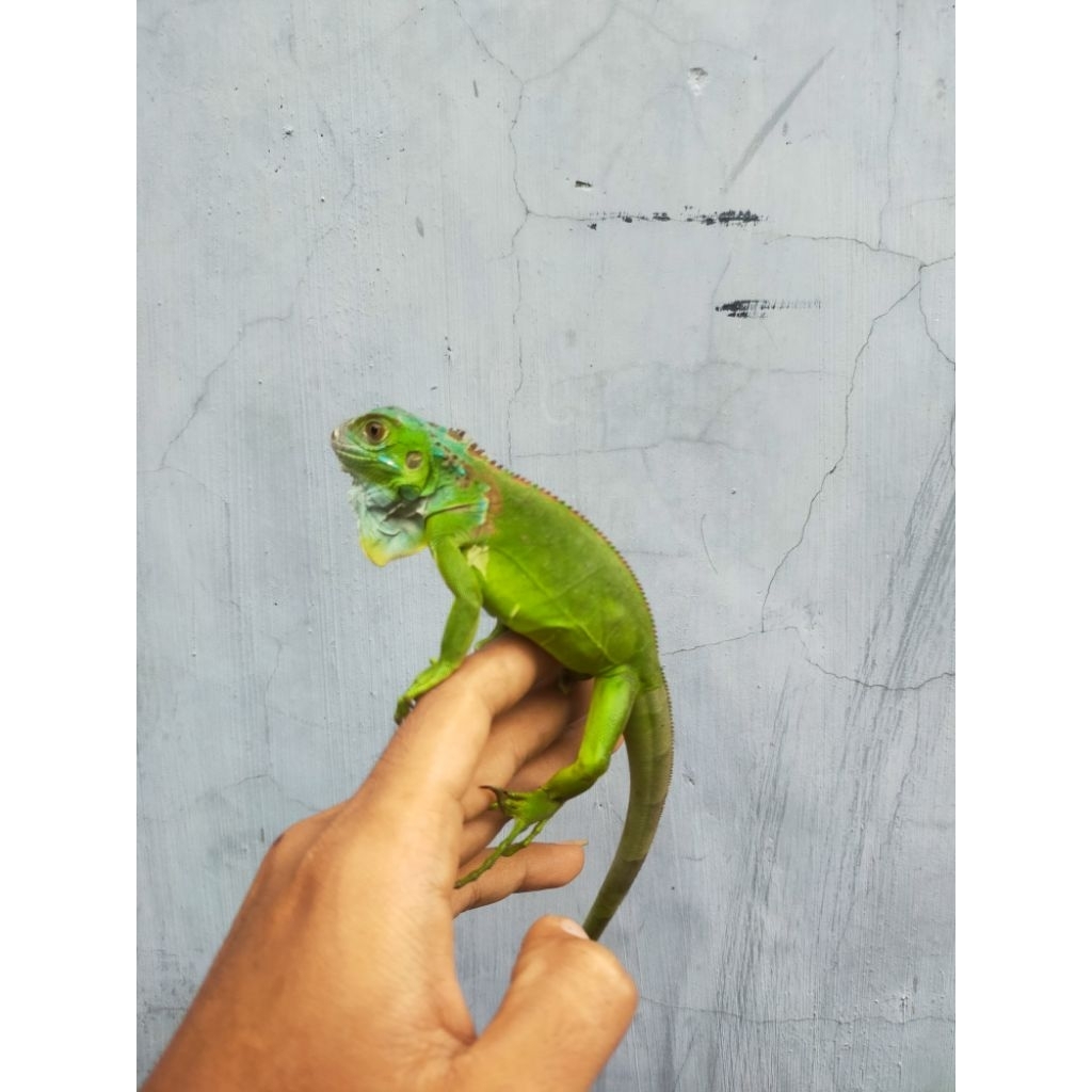 Godzilla iguana green Elsa