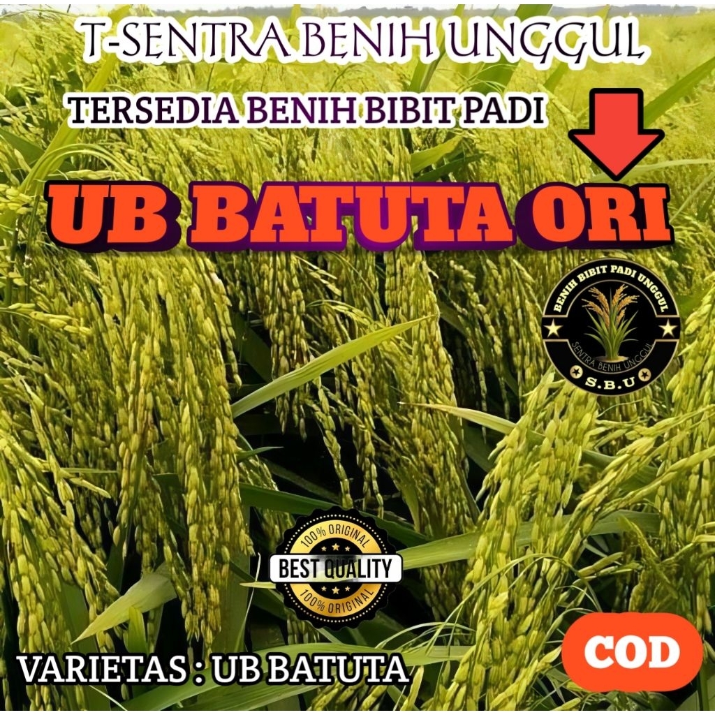 Benih Padi UB BATUTA ORI Kemasan 5kg