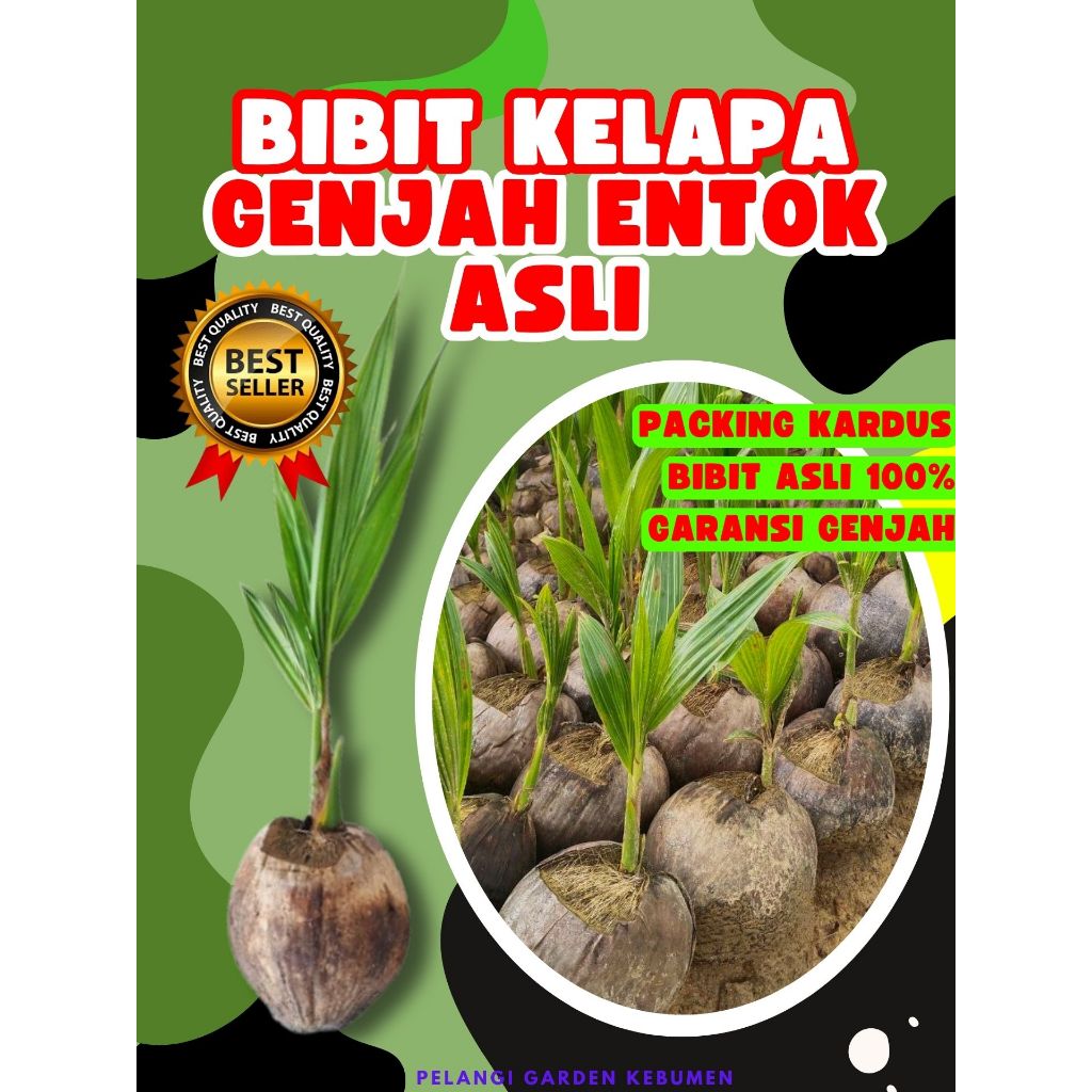 CEPAT BUAH..  Bibit Kelapa Entok Hijau, Bibit Kelapa Entok Asli