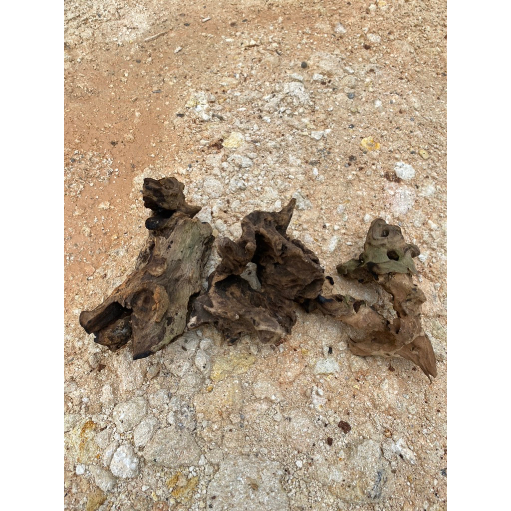 kayu rantek hardscape hiasan akuarium paludarium