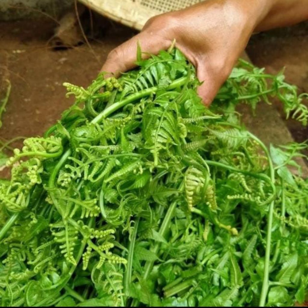 

pakis Sayur Sehat Pres satu ikat penuh/pakir fress