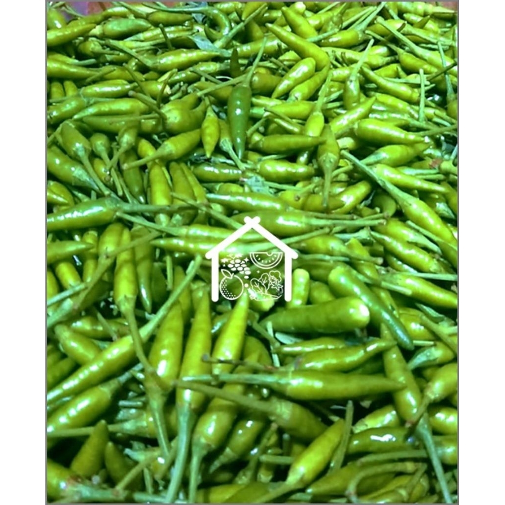 

Cabe Rawit Hijau 500 Gram Pilihan Hemat