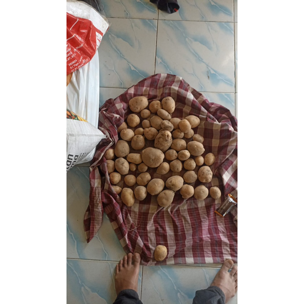 

kentang 500gr