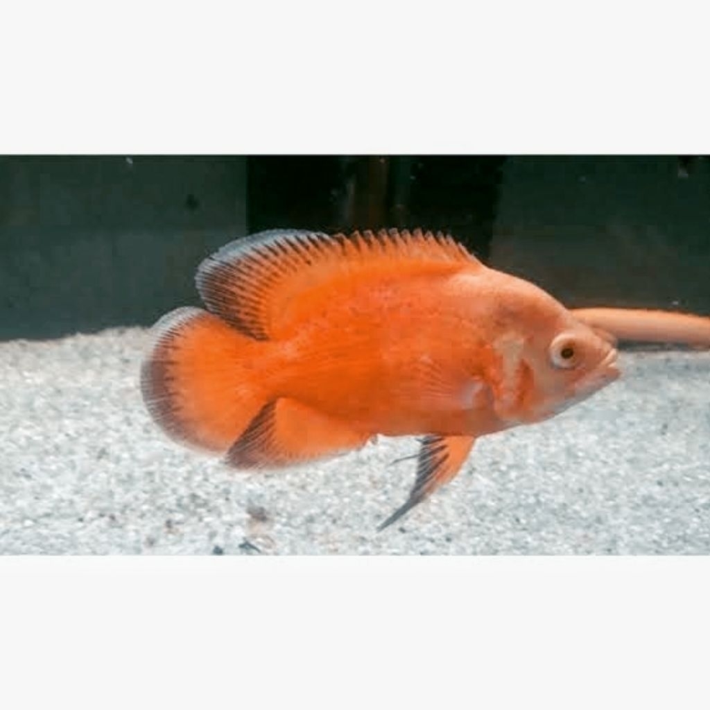 HIASAN AQUARIUM OSCAR RED PARIS