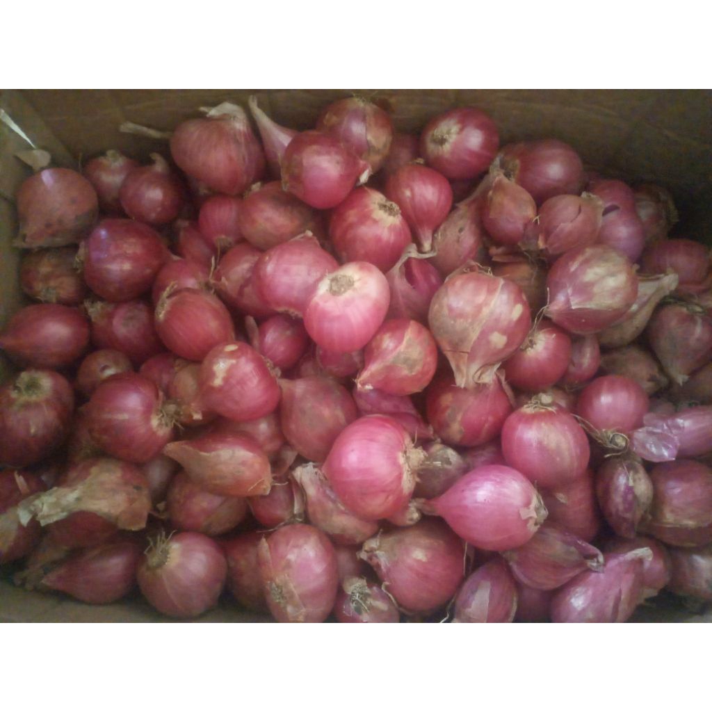 

Bawang Merah Fresh langsung dari petani