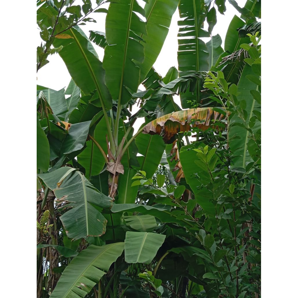

Daun pisang kepok segar 1 kilo