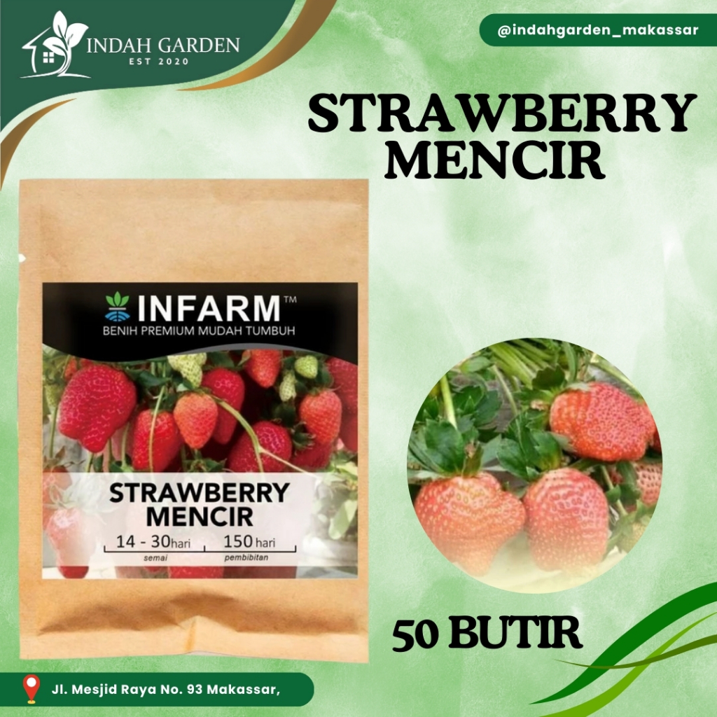 INFarm - Benih Bibit Biji Super Buah Strawberry Mencir Cocok untuk Dataran Rendah