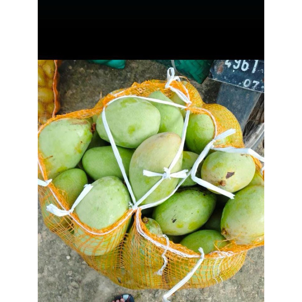 

Mangga muda jenis sengir / mangga mentah enak buat dirujak