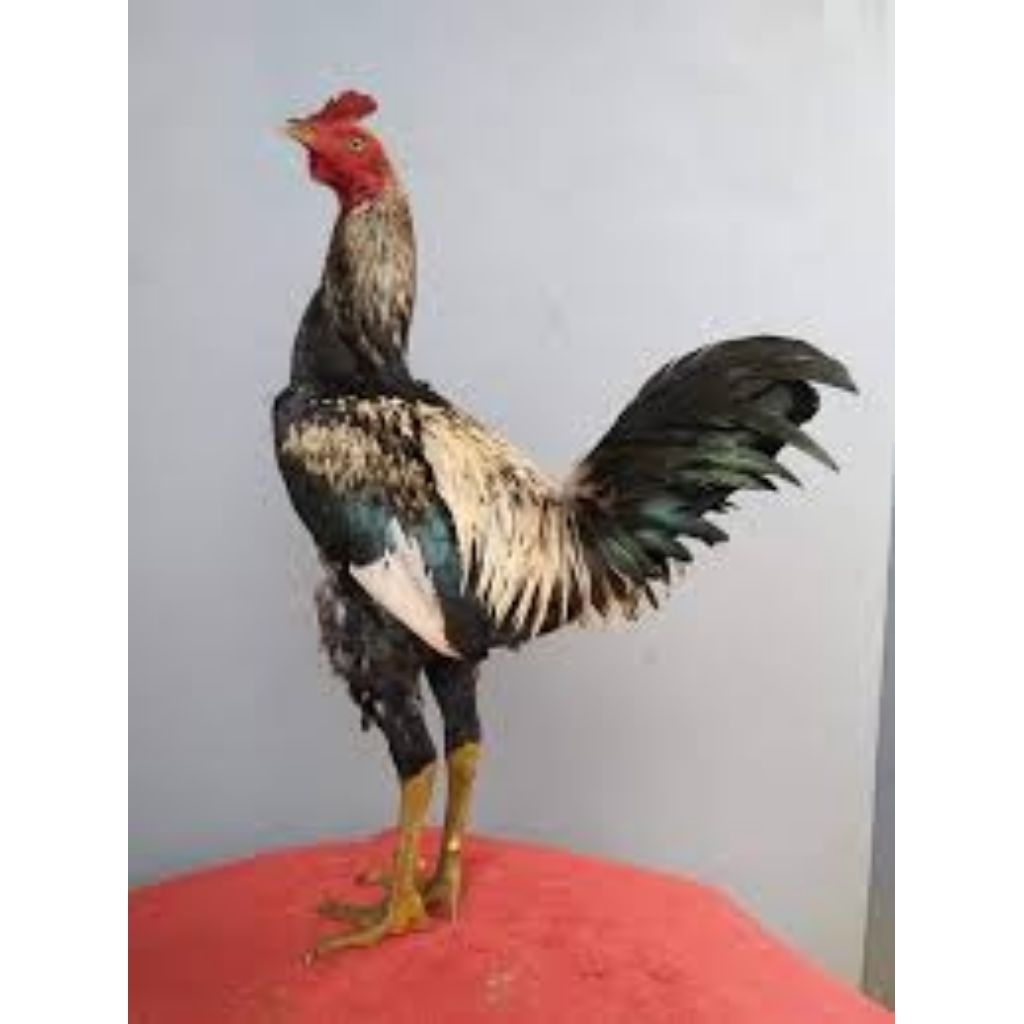 

paket hemat 5 Telur Ayam Pama Ninja Wido/Widu fertil siap untuk ditetaskan