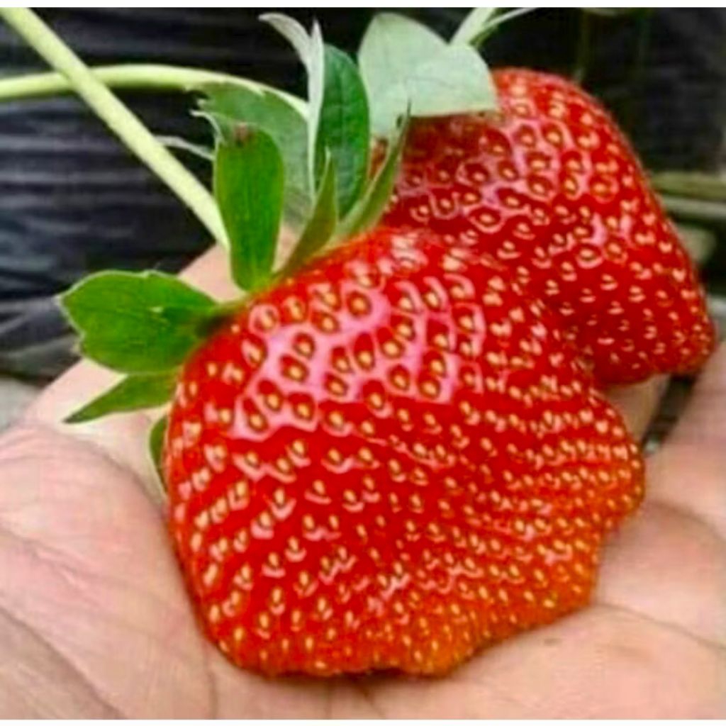 

Tanaman Buah Stroberi California Jumbo