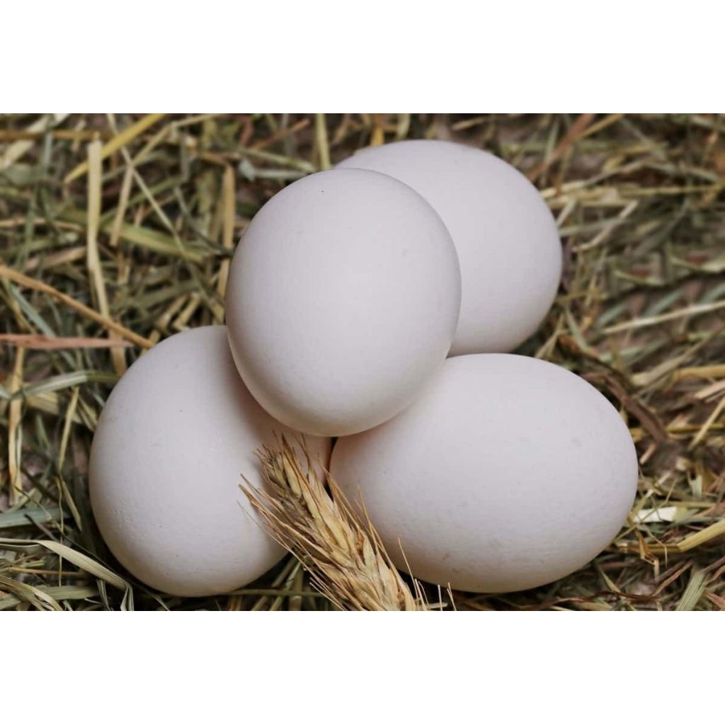 

TELUR AYAM KAMPUNG / TELUR JAMU