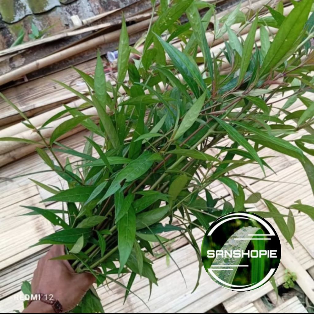 

paket hemat isi 250 gram Daun Prasman segar atau daun genjik