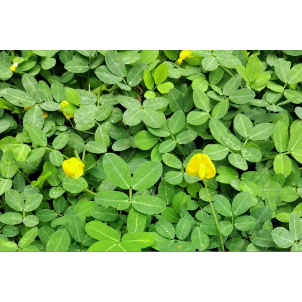 

Daun Landep atau daun kacang - kacangan kondisi segar per 1 kg