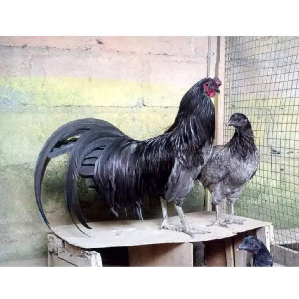 

Telur ayam hias black Sumatra fertil asli untuk ditetaskan original
