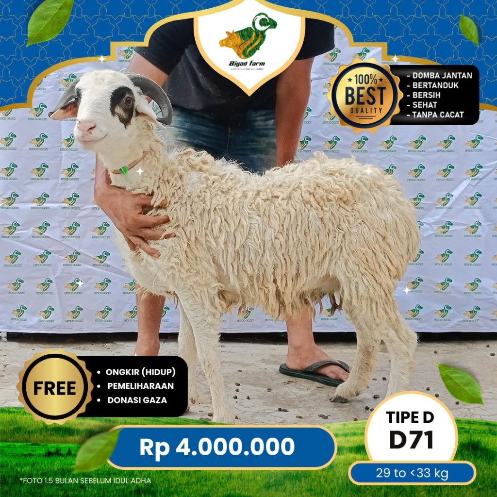 

Domba Qurban Tipe D 71, berat 29 sd 33 Kg