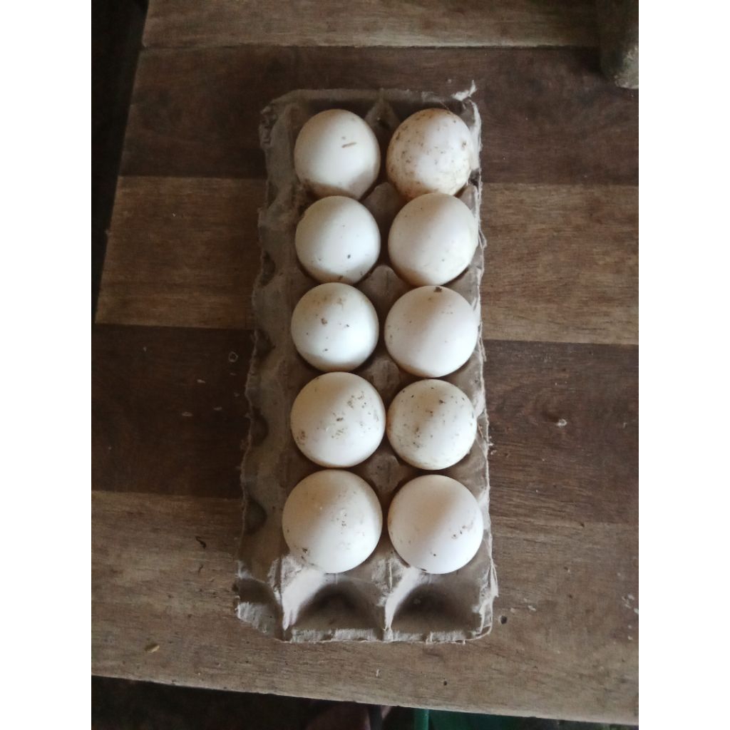

Telur Bebek Peking untuk ditetaskan paket 10 butir.