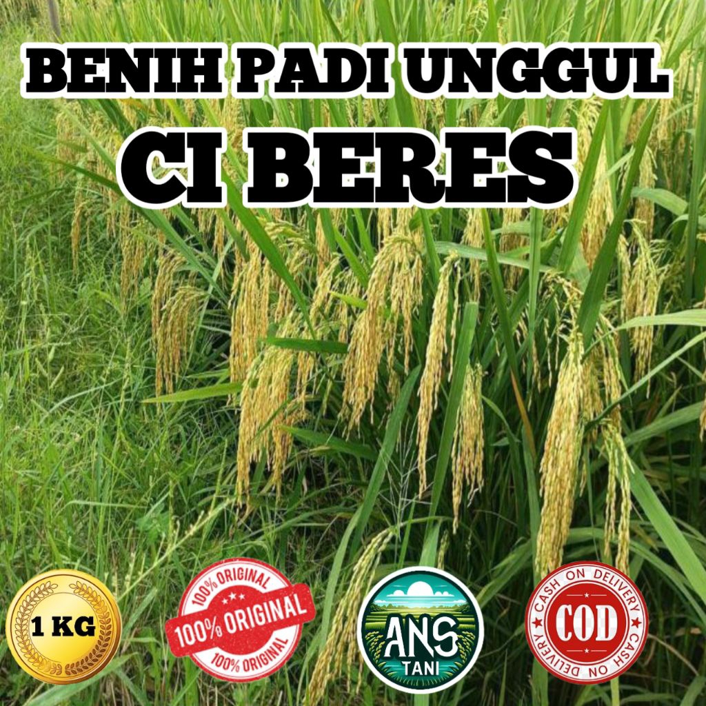 BENIH PADI UNGGUL CIBERES BERKUALITAS KEMASAN 1KG