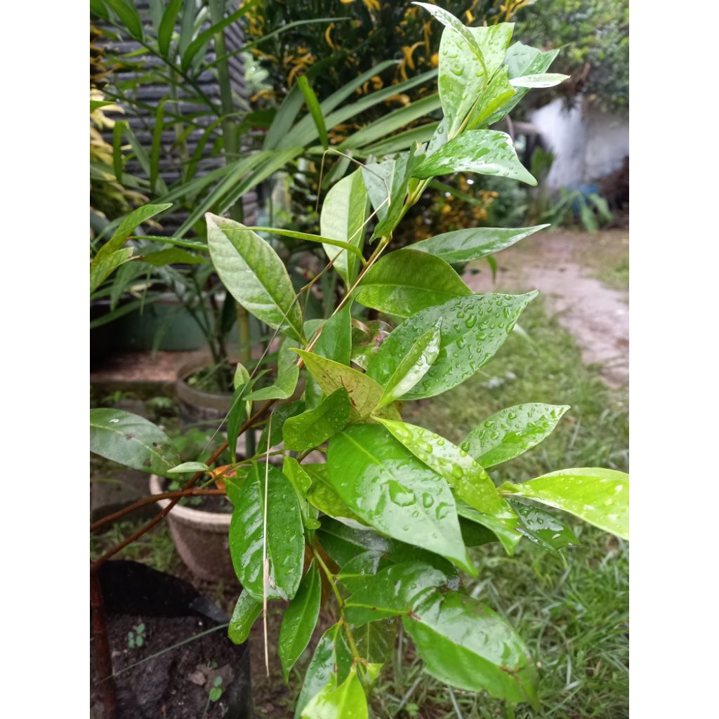 

Daun sirih segar langsung dari pohon