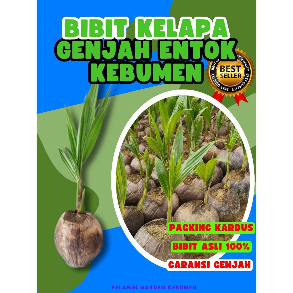 TERLARIS.. Bibit Kelapa Hijau Asli, Bibit Kelapa Hijau Hibrida